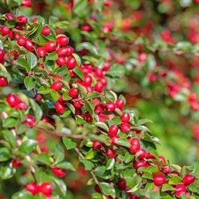 Cotoneaster horizontalis berries